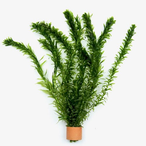Elodea densa in Bio-ring